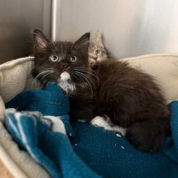 Jocasta -  Domestic Medium Hair Cat for Adoption in Marshall, Virginia - Jocasta | PetCurious