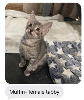 Muffin -  Domestic Short Hair Cat for Adoption in Mustang, Oklahoma - Muffin | PetCurious
