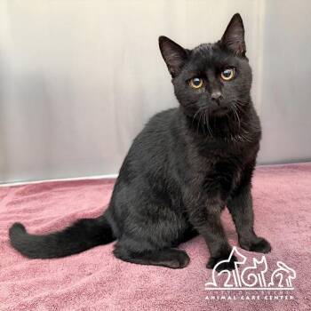 PETER -  Domestic Short Hair Cat for Adoption in Irvine, California - PETER | PetCurious