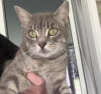 Kitty -  Domestic Short Hair Cat for Adoption in St. Augustine, Florida - Kitty | PetCurious