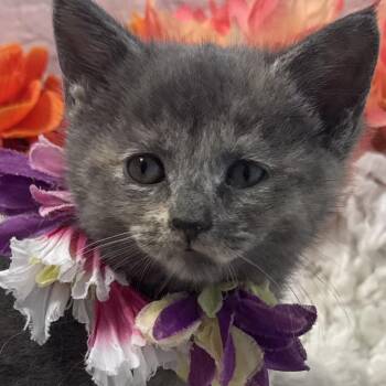 Squishy -  Domestic Short Hair Cat for Adoption in Harrisonburg, Virginia - Squishy | PetCurious