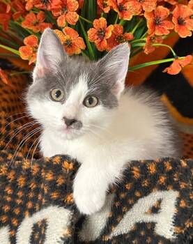 Domestic Short Hair Cats Available for Adoption in Stillwater, Oklahoma - 2/17/26 Beth | PetCurious