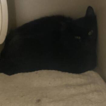 North -  Domestic Long Hair Cat for Adoption in Durango, Colorado - North | PetCurious