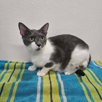 Nova -  Domestic Short Hair Cat for Adoption in Spokane, Washington - Nova | PetCurious