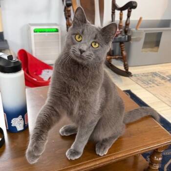 Max -  Domestic Short Hair Cat for Adoption in Goshen, Indiana - Max | PetCurious