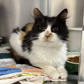 Carlotta LR3 -  Domestic Medium Hair Cat for Adoption in Union, Missouri - Carlotta LR3 | PetCurious