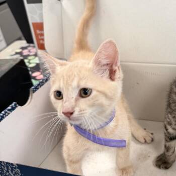 Cashew -  Domestic Short Hair Cat for Adoption in Philadelphia, Pennsylvania - Cashew | PetCurious