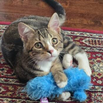 Boots -  Domestic Short Hair Cat for Adoption in Los Angeles, California - Boots | PetCurious