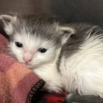 Ajax -  Domestic Short Hair Cat for Adoption in Knoxville, Tennessee - Ajax | PetCurious