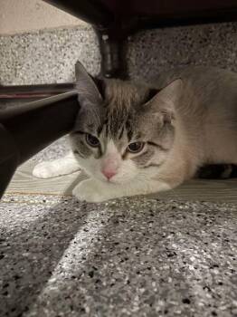 Domestic Short Hair Cats Available for Adoption in Fruit Heights, Utah - Ocean | PetCurious