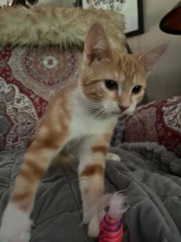 Izzy -  Domestic Short Hair Cat for Adoption in Salt Point, New York - Izzy | PetCurious