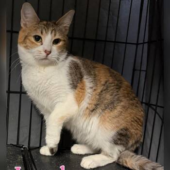 Domestic Short Hair Cats Available for Adoption in Santa Susana, California - London | PetCurious