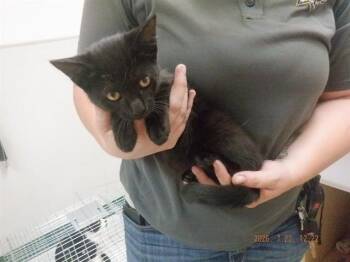 BLACK OUT -  Domestic Short Hair Cat for Adoption in Oroville, California - BLACK OUT | PetCurious