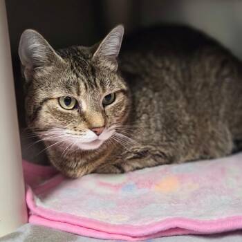 Lexi -  Domestic Short Hair Cat for Adoption in Windsor, Virginia - Lexi | PetCurious