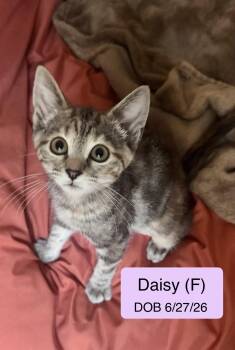 Daisy -  Torbie and Domestic Short Hair Cat for Adoption in Vacaville, California - Daisy | PetCurious