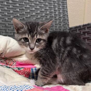 Cotton Candy -  Domestic Short Hair Cat for Adoption in Goleta, California - Cotton Candy | PetCurious