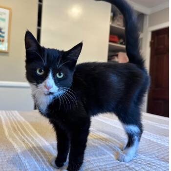 Pringle -  Domestic Medium Hair Cat for Adoption in Long Beach, California - Pringle | PetCurious