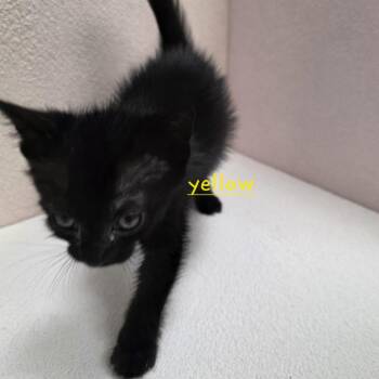 Acorn -  Domestic Short Hair Cat for Adoption in Jupiter, Florida - Acorn | PetCurious