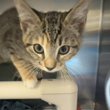 Stinky Minky -  Domestic Short Hair Cat for Adoption in Walnut Creek, California - Stinky Minky | PetCurious