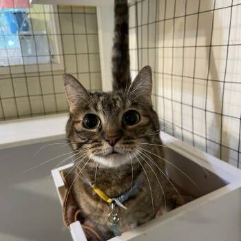 Mable -  Domestic Short Hair Cat for Adoption in Carencro, Louisiana - Mable | PetCurious