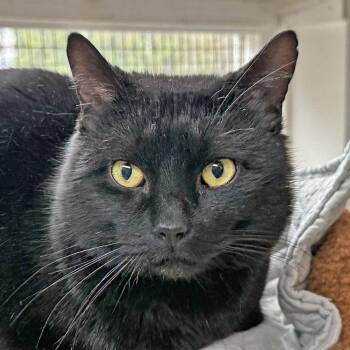 Domestic Short Hair Cats Available for Adoption - Nino | PetCurious