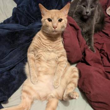 Domestic Long Hair and Russian Blue Cats Available for Adoption in Lynchburg, Virginia - Mr. Charles | PetCurious