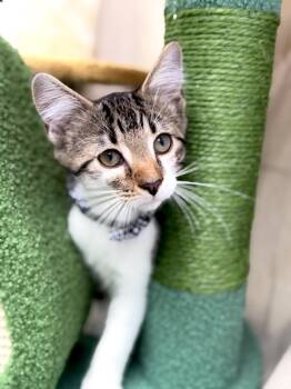 Kylian-Transport -  Domestic Short Hair Cat for Adoption in Gradyville, Kentucky - Kylian-Transport | PetCurious