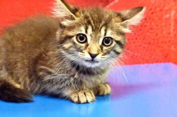 Domestic Short Hair Cats Available for Adoption in Fort Lauderdale, Florida - CHICKICHANGA | PetCurious