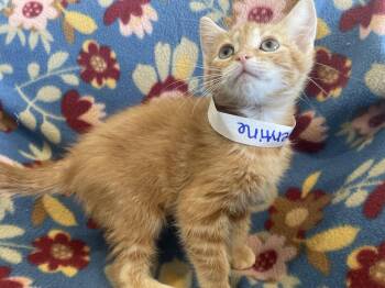 Clementine -  Domestic Short Hair Cat Available for Adoption in Lenoir City, Tennessee - Clementine | PetCurious