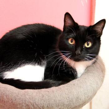 Sweetie -  Domestic Short Hair Cat for Adoption in Monroe, Louisiana - Sweetie | PetCurious