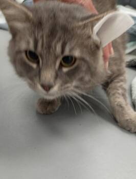 Hank Williams -  Domestic Medium Hair Cat for Adoption in Hartsville, South Carolina - Hank Williams | PetCurious