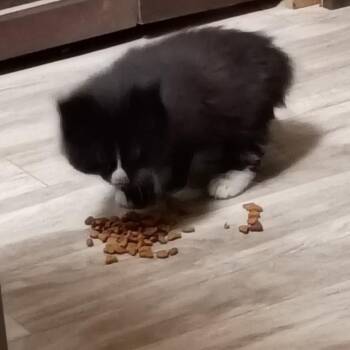 Kitten -  Domestic Short Hair Cat for Adoption in Bristol, Indiana - Kitten | PetCurious