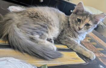 Rescue Dilute Calico Cats for Adoption in Gun Barrel City, Texas - Ash | PetCurious