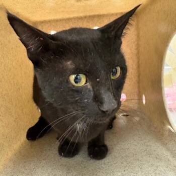 Midnight -  Domestic Short Hair Cat for Adoption in Leander, Texas - Midnight | PetCurious