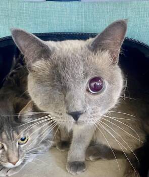 Rescue Siamese Cats for Adoption in Blackfoot, Idaho - Wynnie | PetCurious
