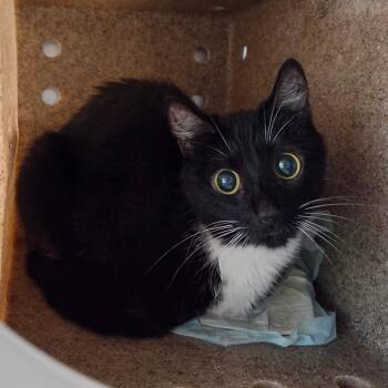 Carrot -  Domestic Short Hair Cat for Adoption in Asheville, North Carolina - Carrot | PetCurious