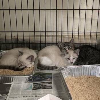 Diana -  Domestic Short Hair Cat for Adoption in Long Beach, California - Diana | PetCurious