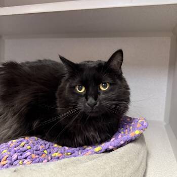 Rescue Domestic Long Hair Cats for Adoption in Des Moines, Iowa - Brownie | PetCurious