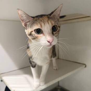 CALICA -  Domestic Short Hair Cat for Adoption in Methuen, Massachusetts - CALICA | PetCurious