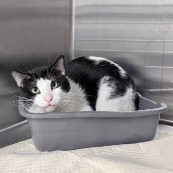 Thomas -  Domestic Short Hair Cat for Adoption in New York, New York - Thomas | PetCurious
