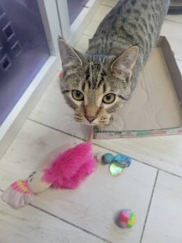 Rescue Domestic Short Hair Cats for Adoption in Lansing, Michigan - Lionel (25-227 C) | PetCurious