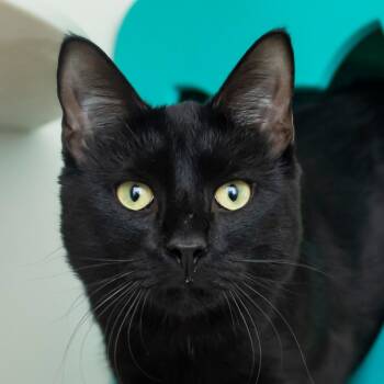 Domestic Short Hair Cats Available for Adoption in Middletown, Rhode Island - Siren | PetCurious