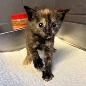 TUSC-Stray-85322_2 -  Domestic Short Hair Cat for Adoption in Tuscaloosa, Alabama - TUSC-Stray-85322_2 | PetCurious