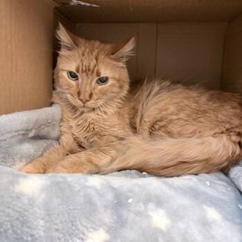 Rescue Domestic Short Hair Cats for Adoption in Los Angeles, California - Pollock | PetCurious