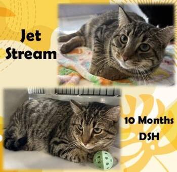 Jet Stream -  Domestic Short Hair Cat for Adoption in Franklin, Indiana - Jet Stream | PetCurious