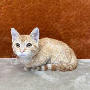 Timmy -  Domestic Short Hair Cat for Adoption in Benld, Illinois - Timmy | PetCurious