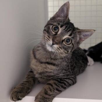 Rescue Domestic Short Hair Cats for Adoption in San Antonio, Texas - Riddle | PetCurious