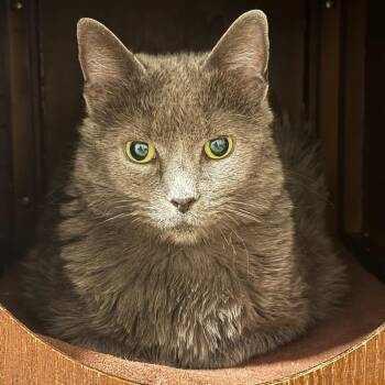 Carlita -  Domestic Short Hair Cat for Adoption in Huntsville, Alabama - Carlita | PetCurious