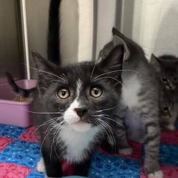 Oliver -  Domestic Short Hair Cat for Adoption in Grantsville, Utah - Oliver | PetCurious