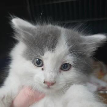 Sourdough -  Domestic Long Hair Cat for Adoption in Idaho Falls, Idaho - Sourdough | PetCurious